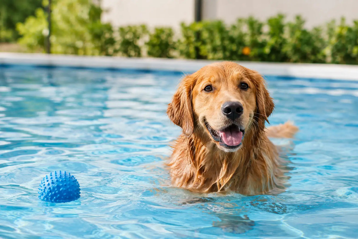 Dog Pool Booking: A Calm First Swim Plan
