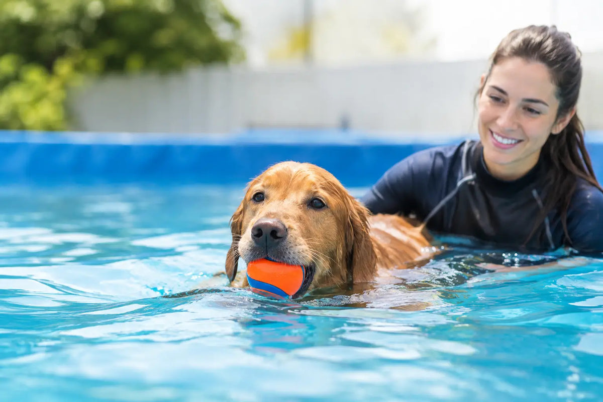 What Supervised Dog Swim Sessions Feel Like