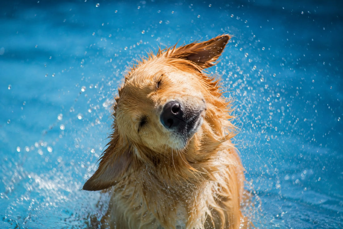Dog Swimming in Swindon | Everything You Need to Know