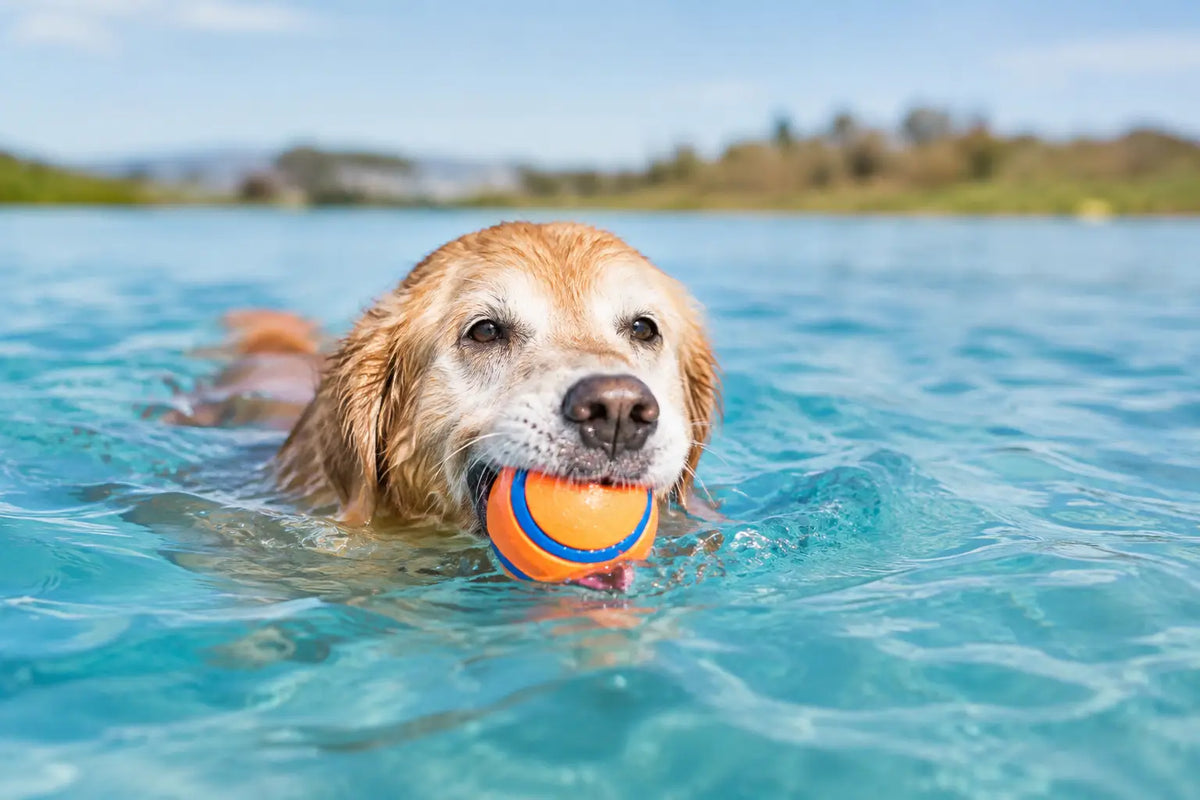 Swimming Exercise for Older Dogs Made Fun