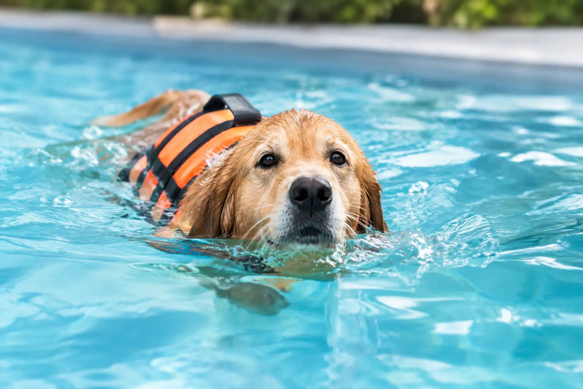 Dog Swimming Hydrotherapy and Recreational Swims