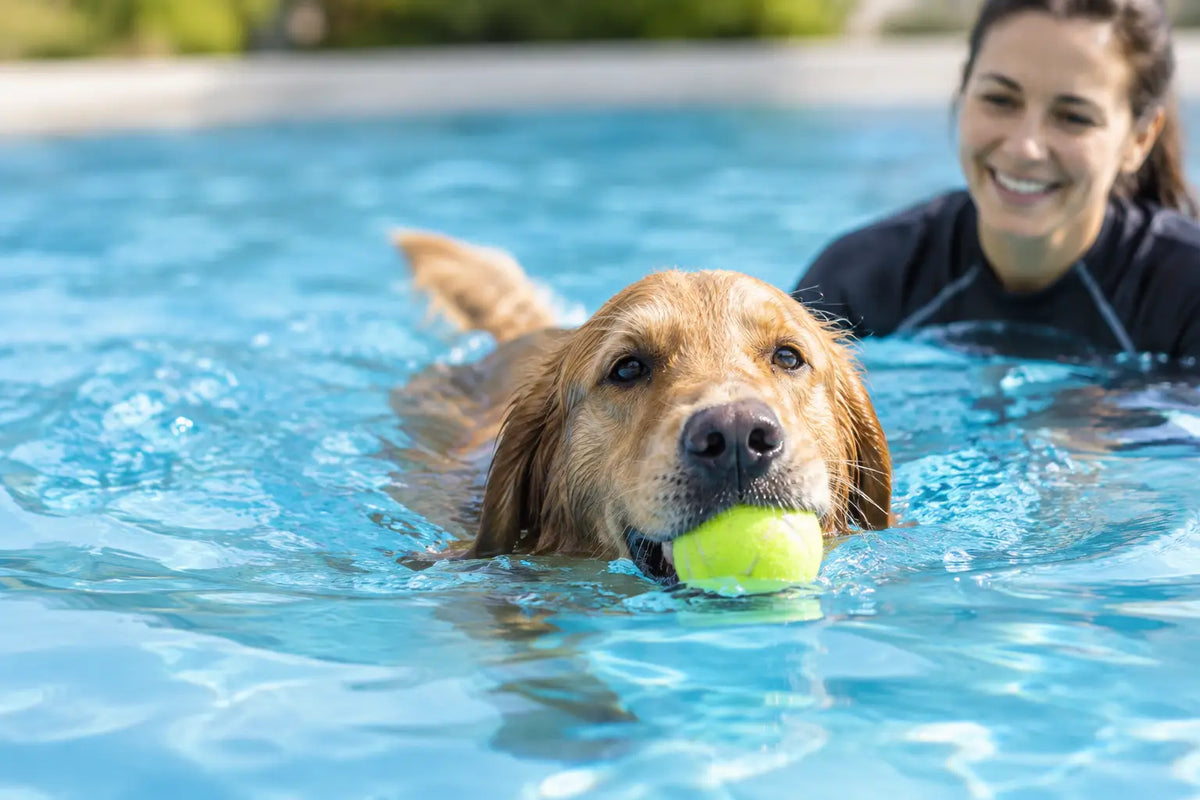 Dog Swimming Lessons for Happy, Confident Dogs